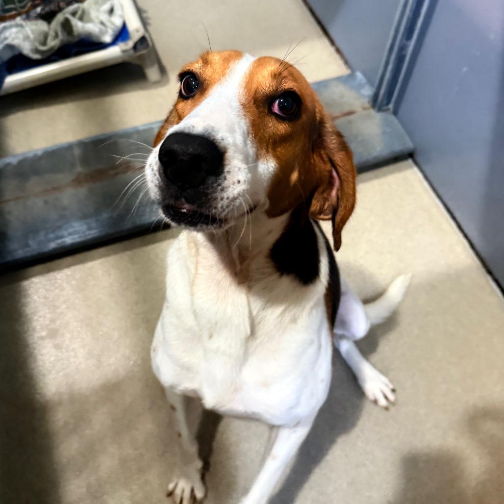 Tuna Fish, Adoptable, Adult Male Mixed Breed.