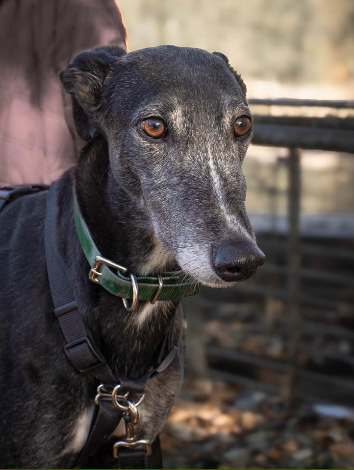 Alfie, a Adoptable Greyhound in Woodinville, WA image 1/3