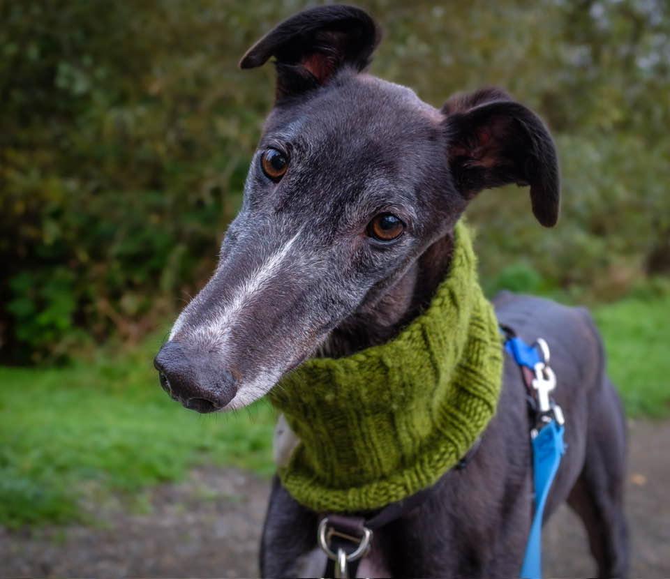Alfie, a Adoptable Greyhound in Woodinville, WA image 2/3