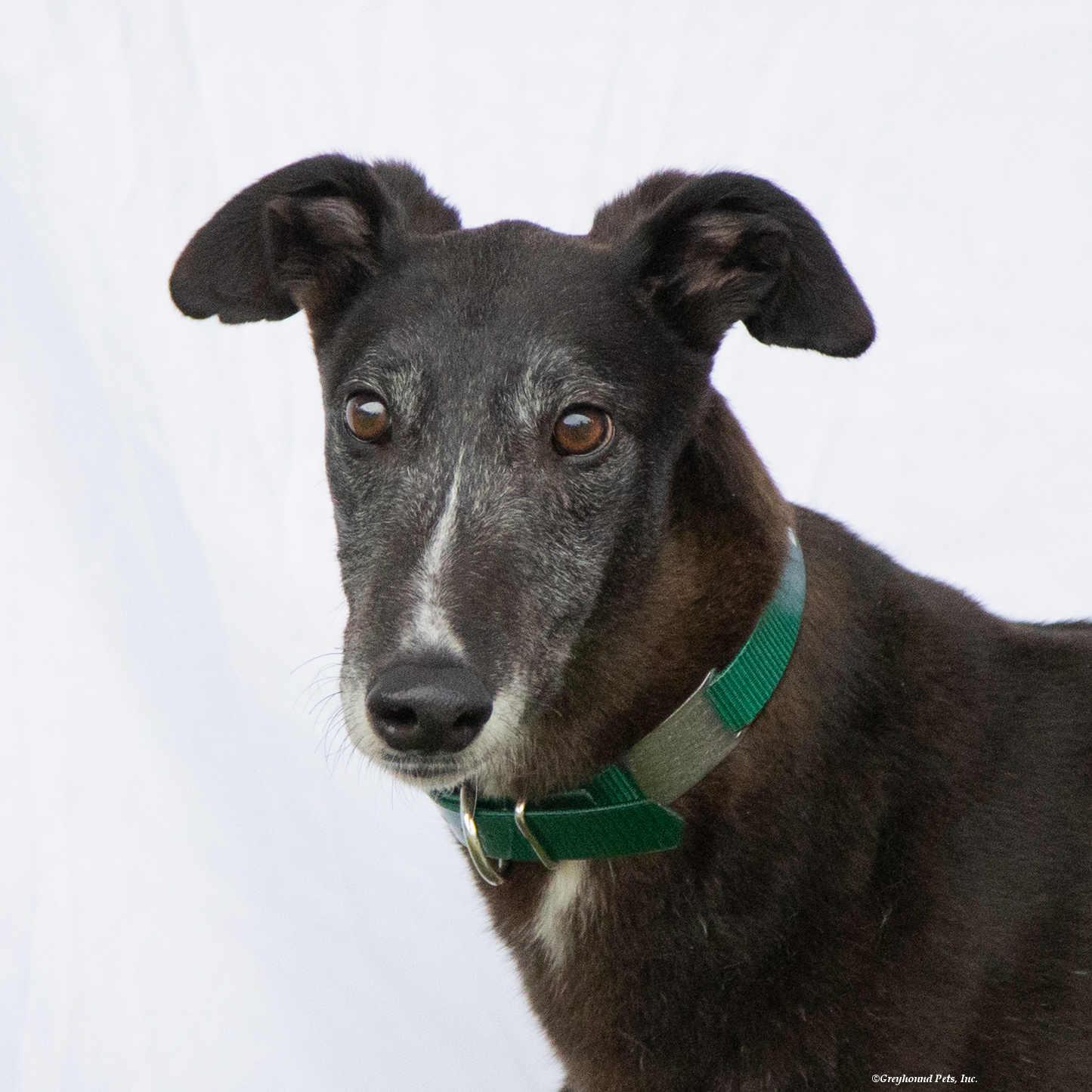 Alfie, a Adoptable Greyhound in Woodinville, WA image 3/3