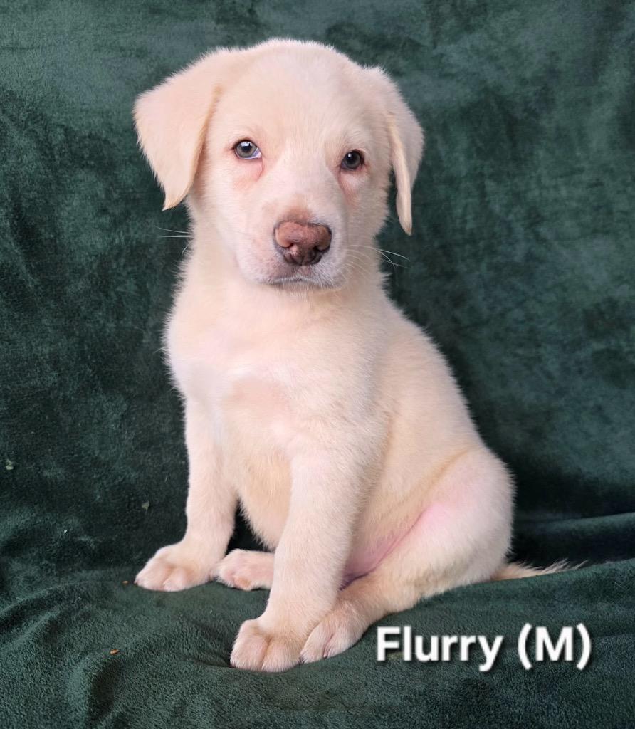 Flurry, Adopted, Puppy Male Poodle.