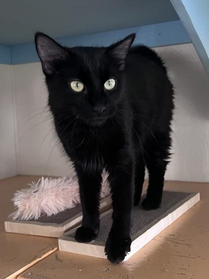 Eclipse, Adoptable, Adult Female Domestic Short Hair & Domestic Short Hair.