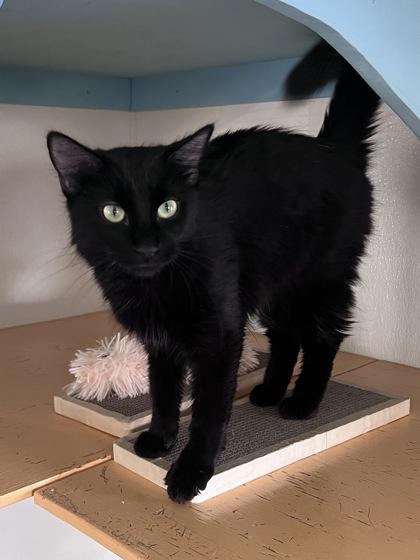 Eclipse, a Adoptable mixed breed in Houston, TX image 2/3
