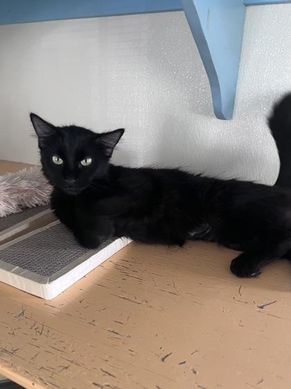 Eclipse, a Adoptable mixed breed in Houston, TX image 3/3