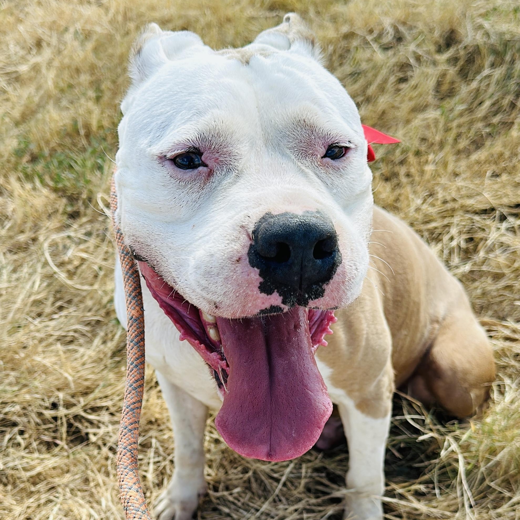 Enlarge Howie, a Adoptable American Bully in Gonzales, TX image 1/6