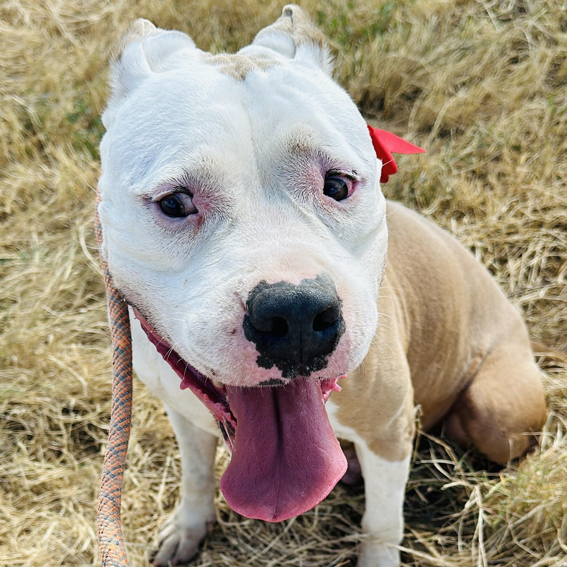 Enlarge Howie, a Adoptable American Bully in Gonzales, TX image 2/6