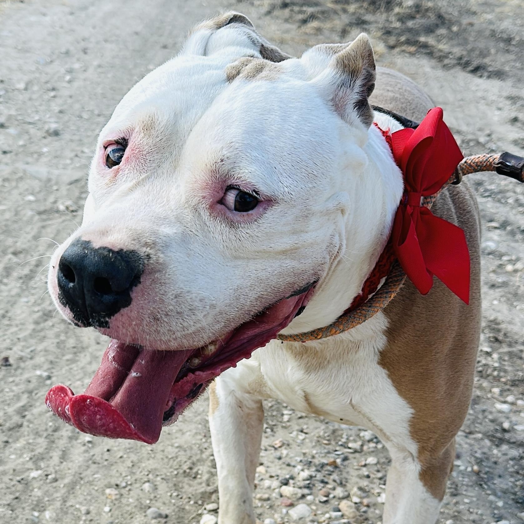 Enlarge Howie, a Adoptable American Bully in Gonzales, TX image 3/6
