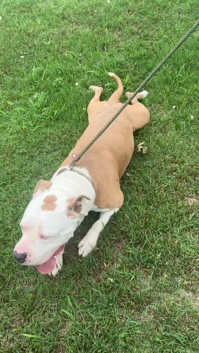 Enlarge Howie, a Adoptable American Bully in Gonzales, TX video 4/6