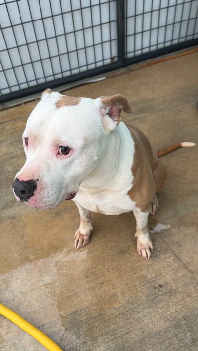 Enlarge Howie, a Adoptable American Bully in Gonzales, TX video 5/6