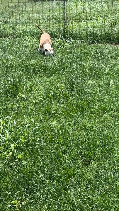 Enlarge Howie, a Adoptable American Bully in Gonzales, TX video 6/6