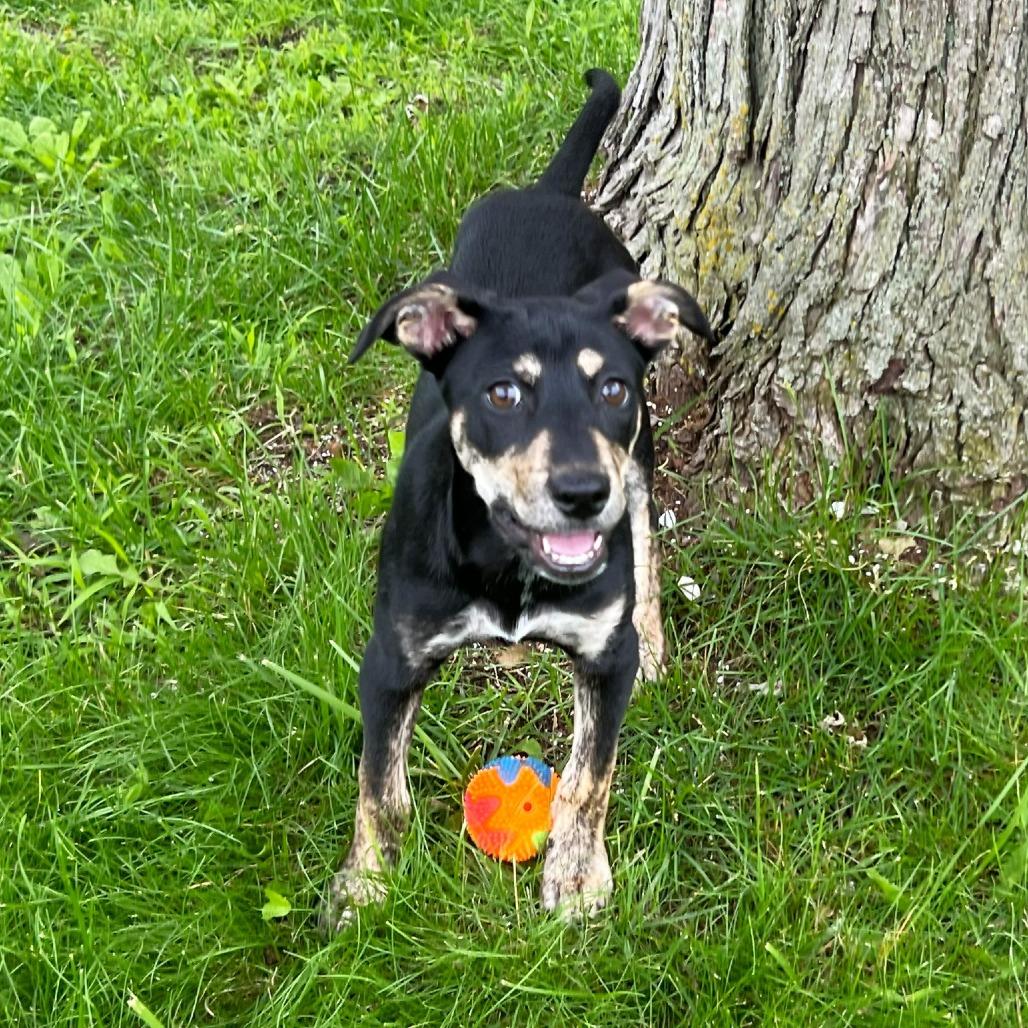 Brooklyn, Adoptable, Puppy Female Labrador Retriever & Mixed Breed.