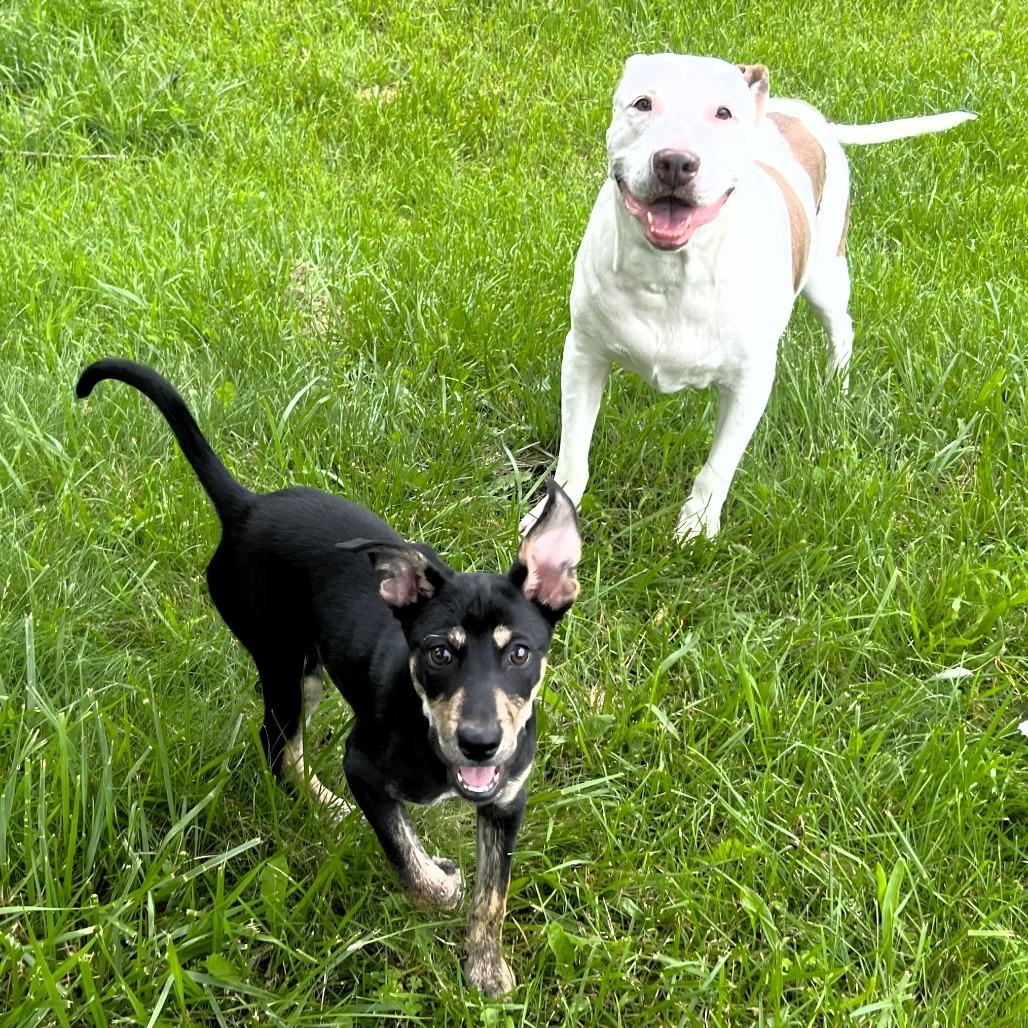 Brooklyn, a Adoptable mixed breed in Michigan City, IN image 2/6