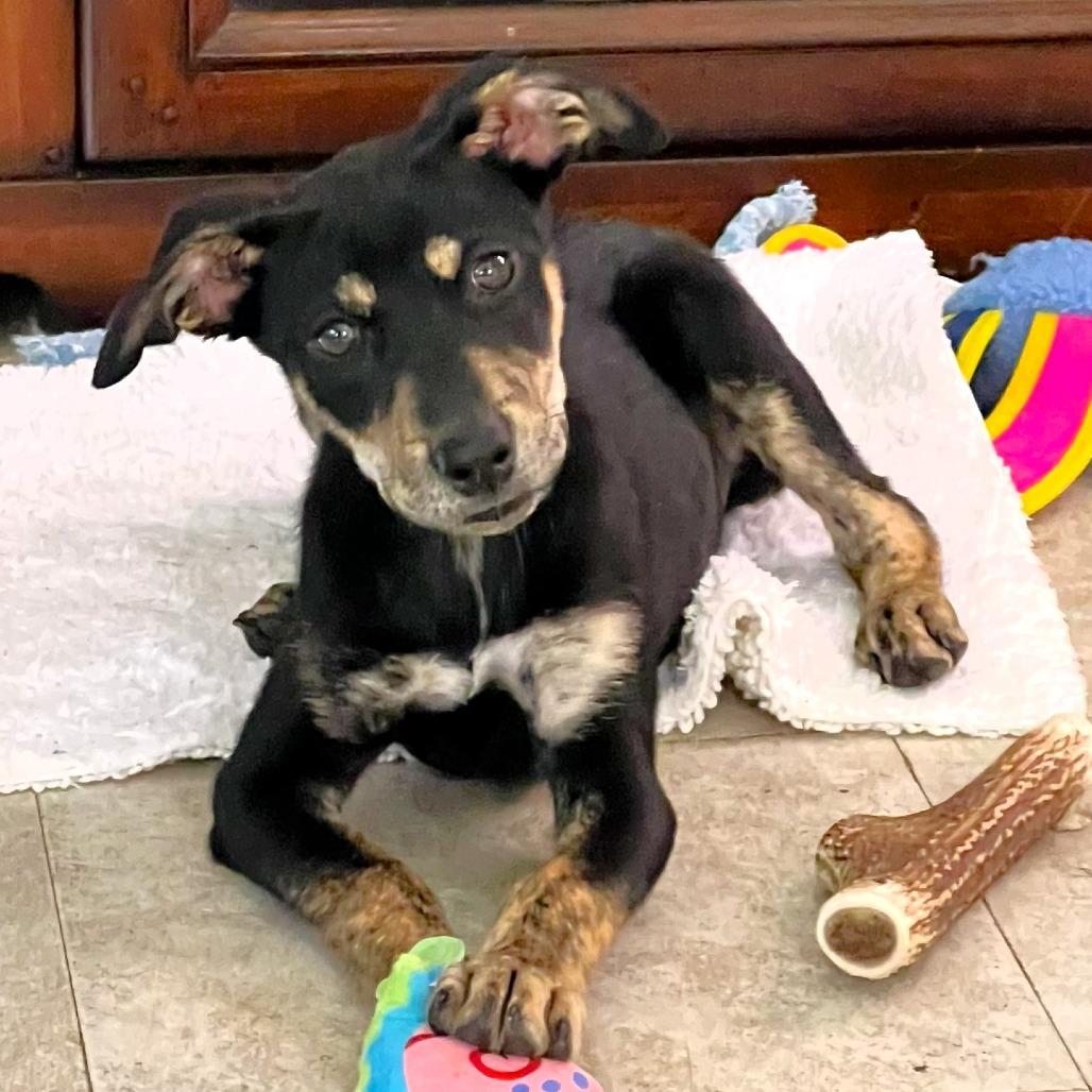Brooklyn, a Adoptable mixed breed in Michigan City, IN image 3/6