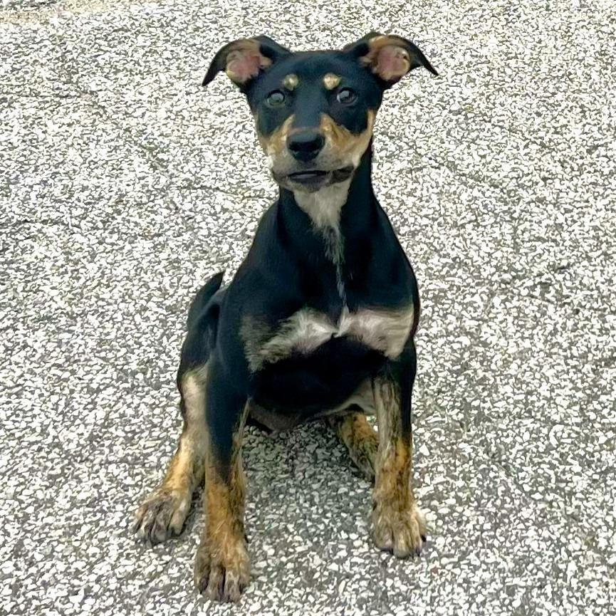 Brooklyn, a Adoptable mixed breed in Michigan City, IN image 4/6