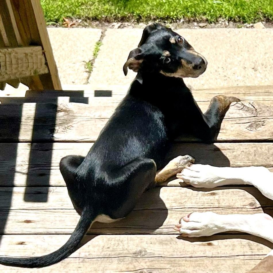 Brooklyn, a Adoptable mixed breed in Michigan City, IN image 5/6