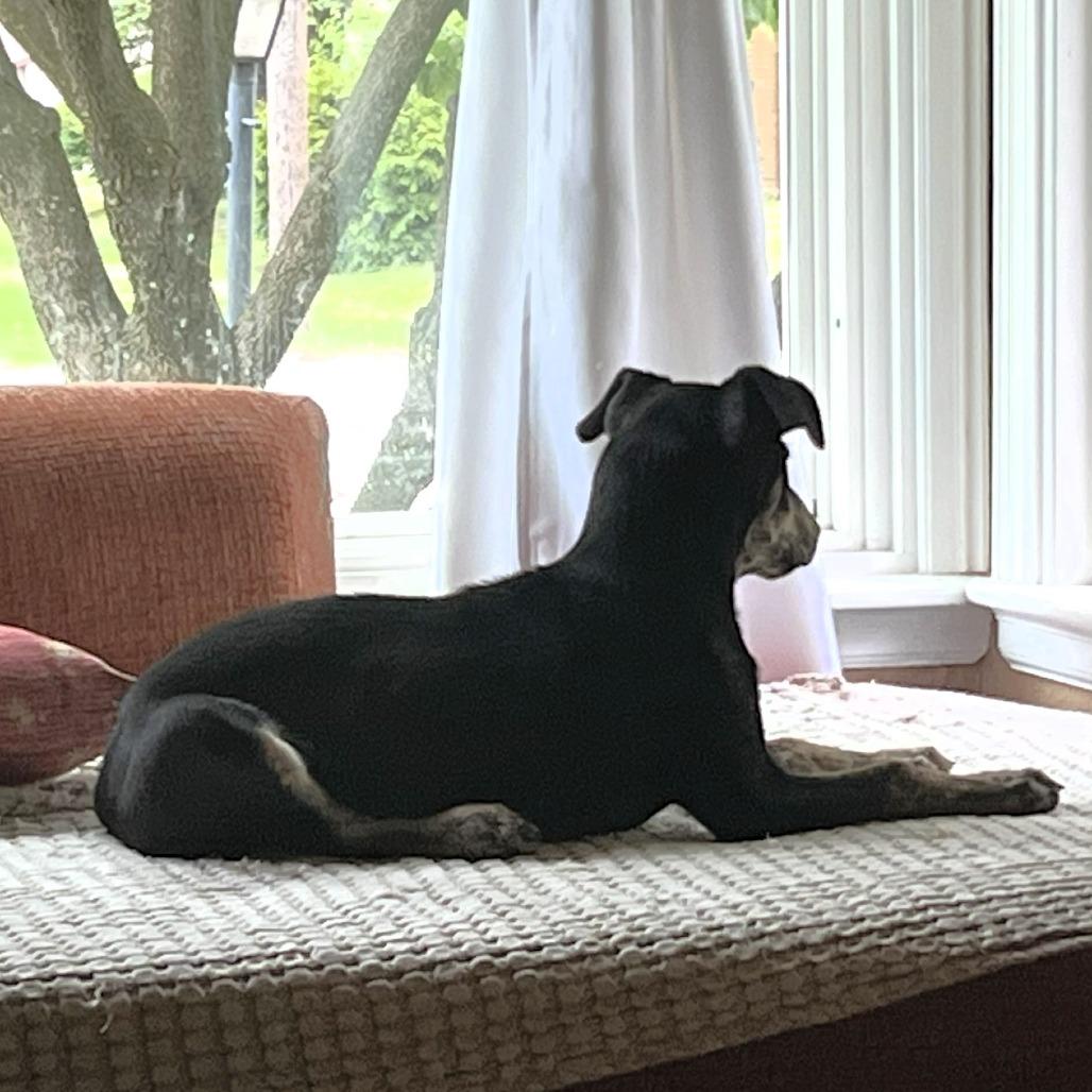 Brooklyn, a Adoptable mixed breed in Michigan City, IN image 6/6