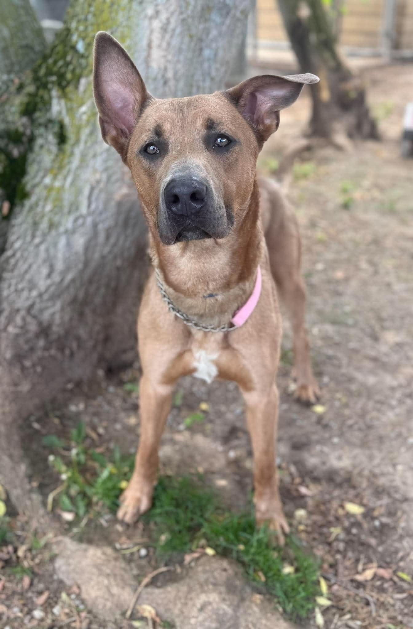Boomer, a ADOPTABLE mixed breed in Keswick, ON image 1/2