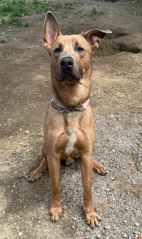 Boomer, a ADOPTABLE mixed breed in Keswick, ON image 2/2