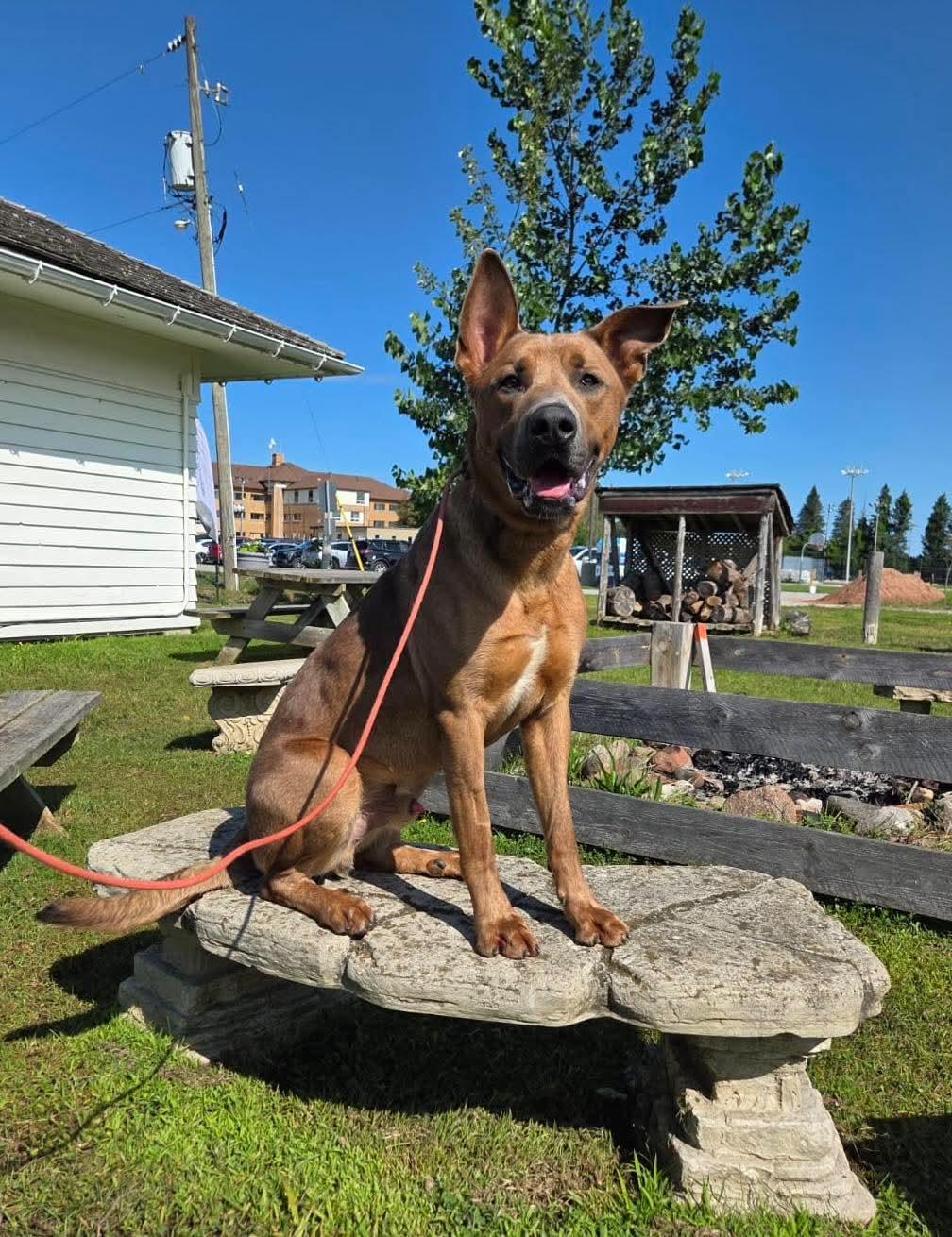 Boomer, ADOPTABLE, Adult Male Carolina Dog.