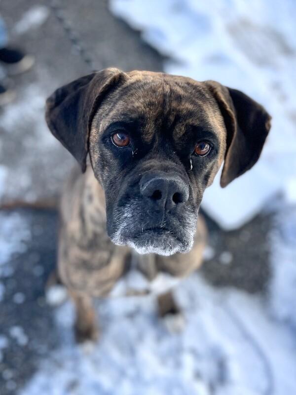 Enlarge Lottie, a Adoptable Boxer in Berkeley Heights, NJ image 1/6