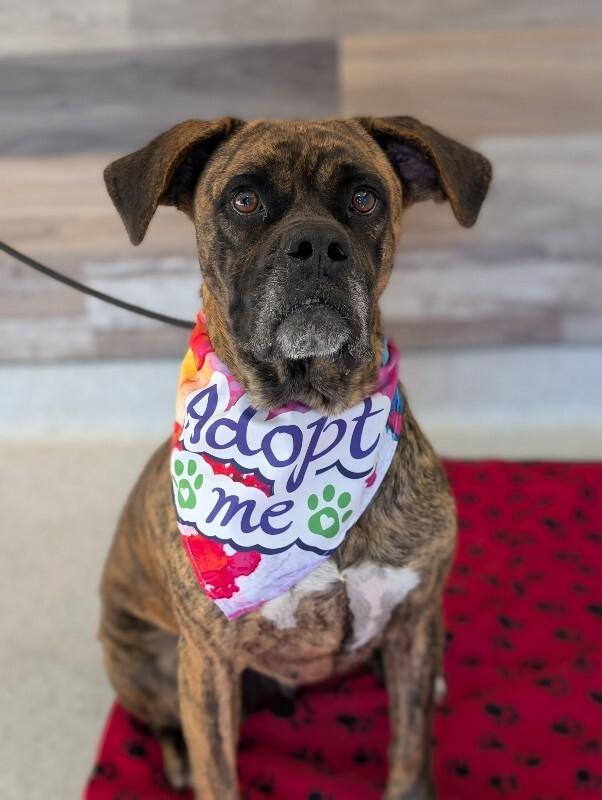 Enlarge Lottie, a Adoptable Boxer in Berkeley Heights, NJ image 2/6