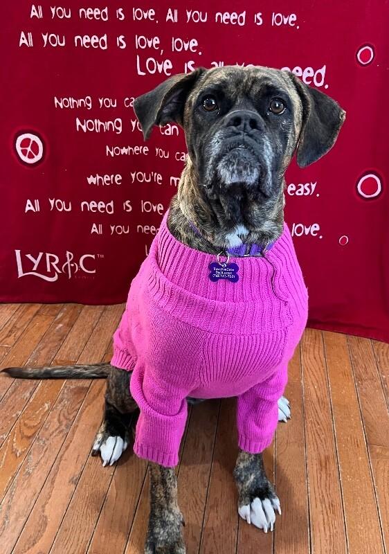 Enlarge Lottie, a Adoptable Boxer in Berkeley Heights, NJ image 3/6