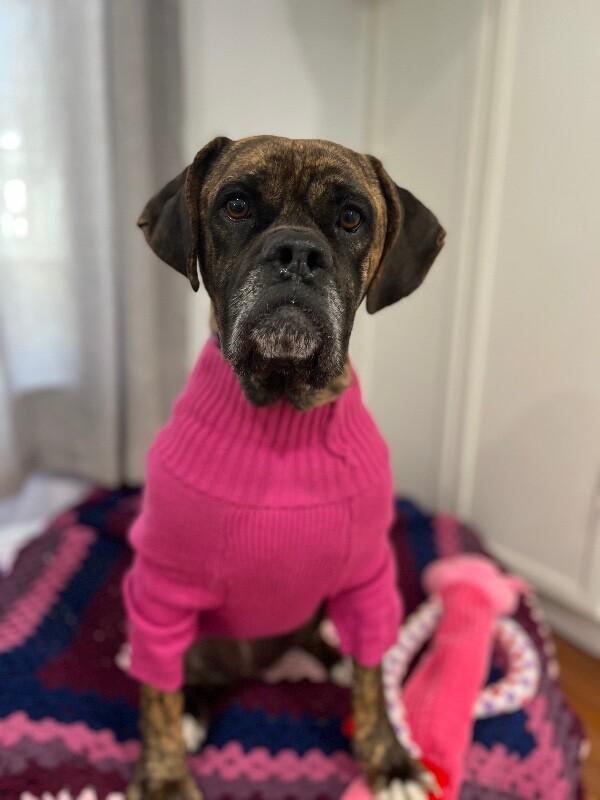 Enlarge Lottie, a Adoptable Boxer in Berkeley Heights, NJ image 4/6
