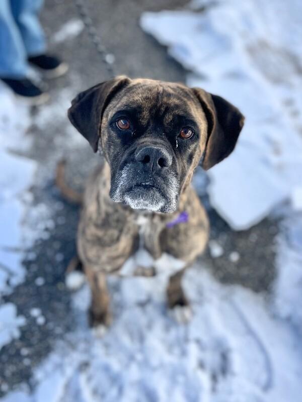 Enlarge Lottie, a Adoptable Boxer in Berkeley Heights, NJ image 5/6