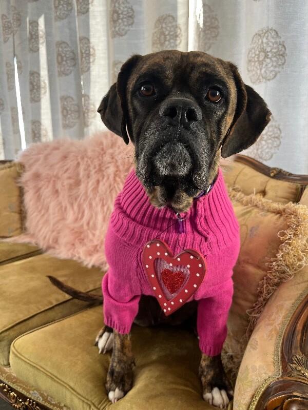 Enlarge Lottie, a Adoptable Boxer in Berkeley Heights, NJ image 6/6