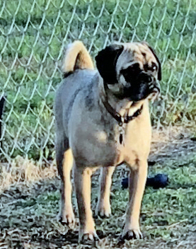 MAC, a Adoptable Puggle in Claremore, OK image 1/2