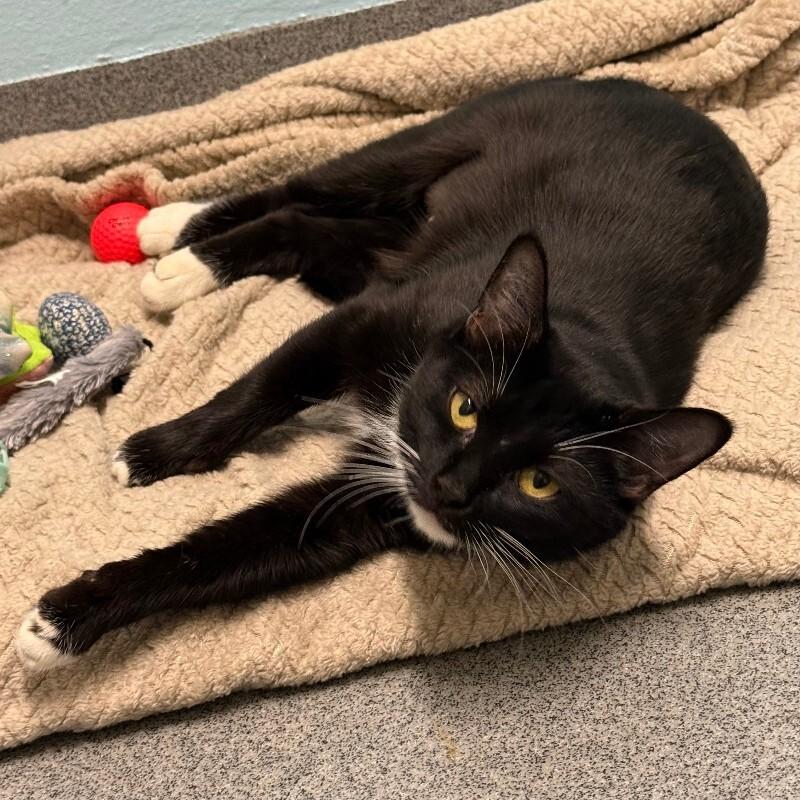 Melba, Adoptable, Adult Female Domestic Short Hair.