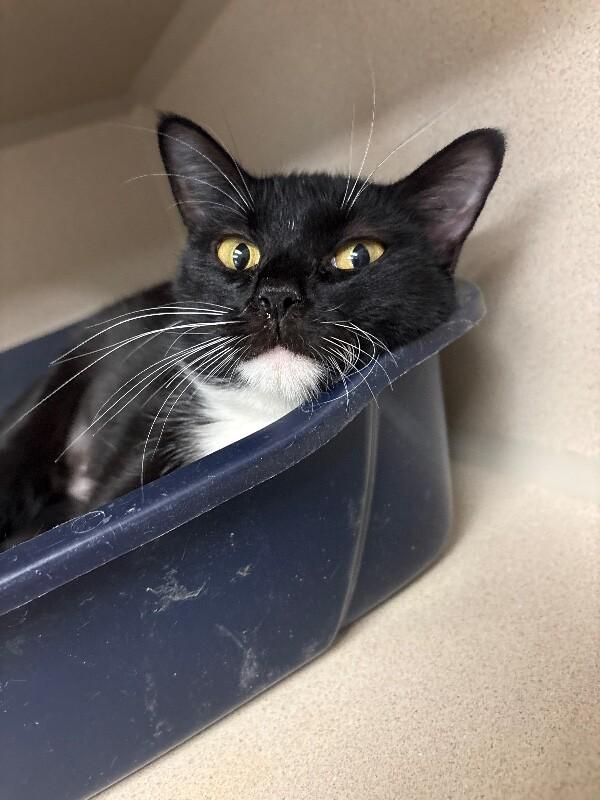 Melba, a Adoptable Domestic Short Hair in Fort Collins, CO image 2/2