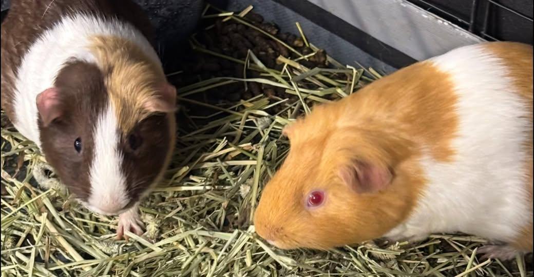 Enlarge Mocha and Peaches, a Adoptable Guinea Pig in Amherst, NY image 1/1