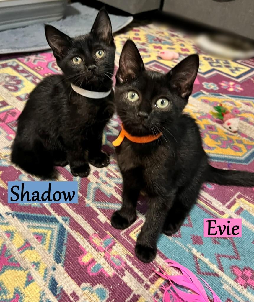 Enlarge Evie, a Adopted mixed breed in Hoover , AL image 1/2