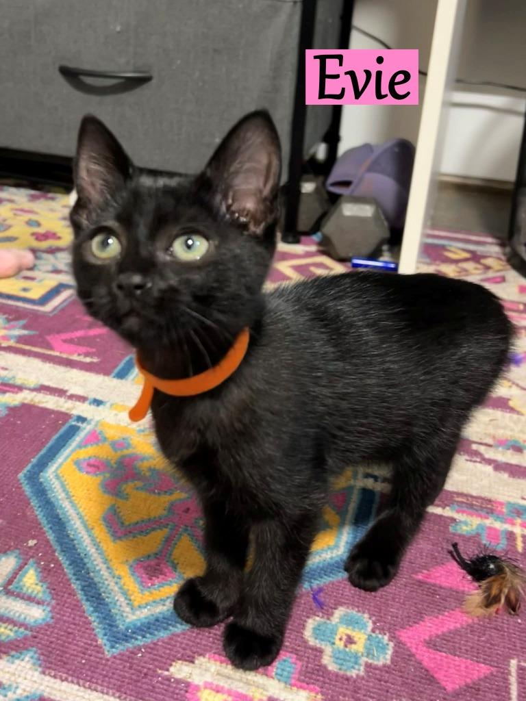 Enlarge Evie, a Adopted mixed breed in Hoover , AL image 2/2