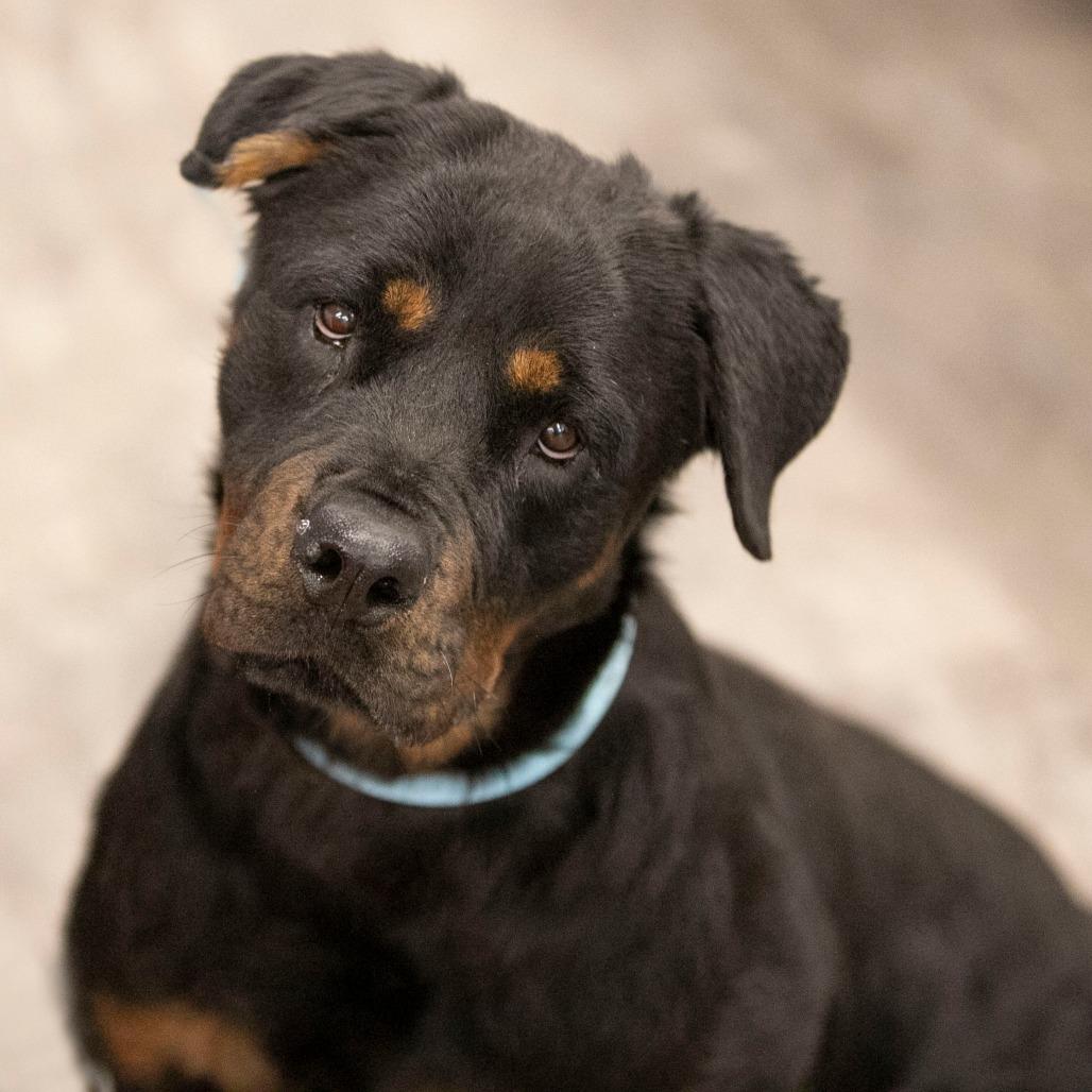 Zee (OT25-64), Adoptable, Adult Female Rottweiler.