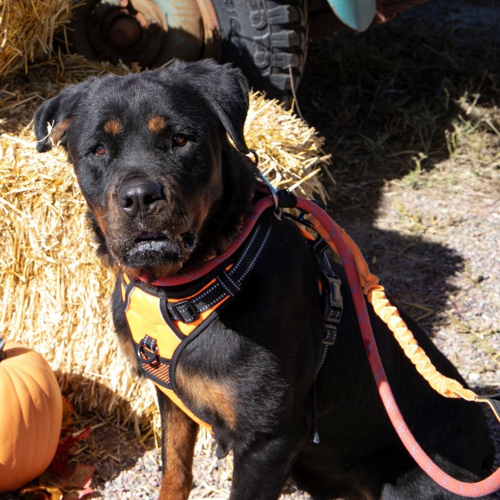 Zee (OT25-64), a Adoptable Rottweiler in Peyton, CO image 2/6