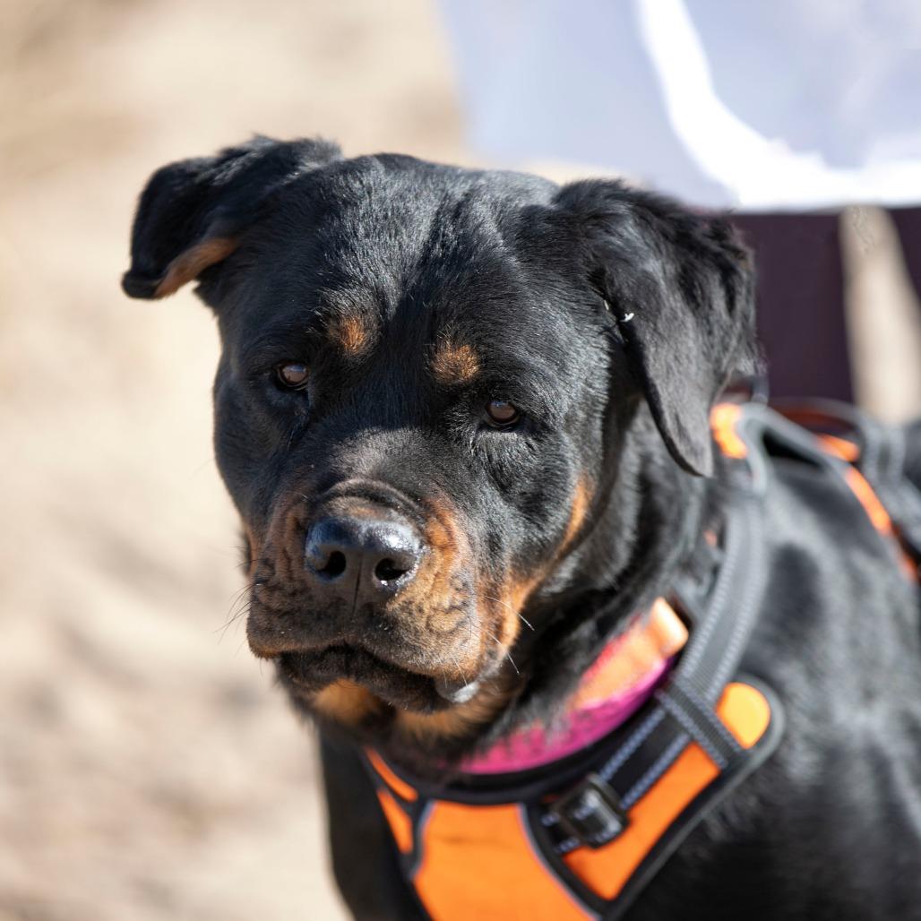 Enlarge Zee (OT25-64), a Adoptable Rottweiler in Peyton, CO image 3/6