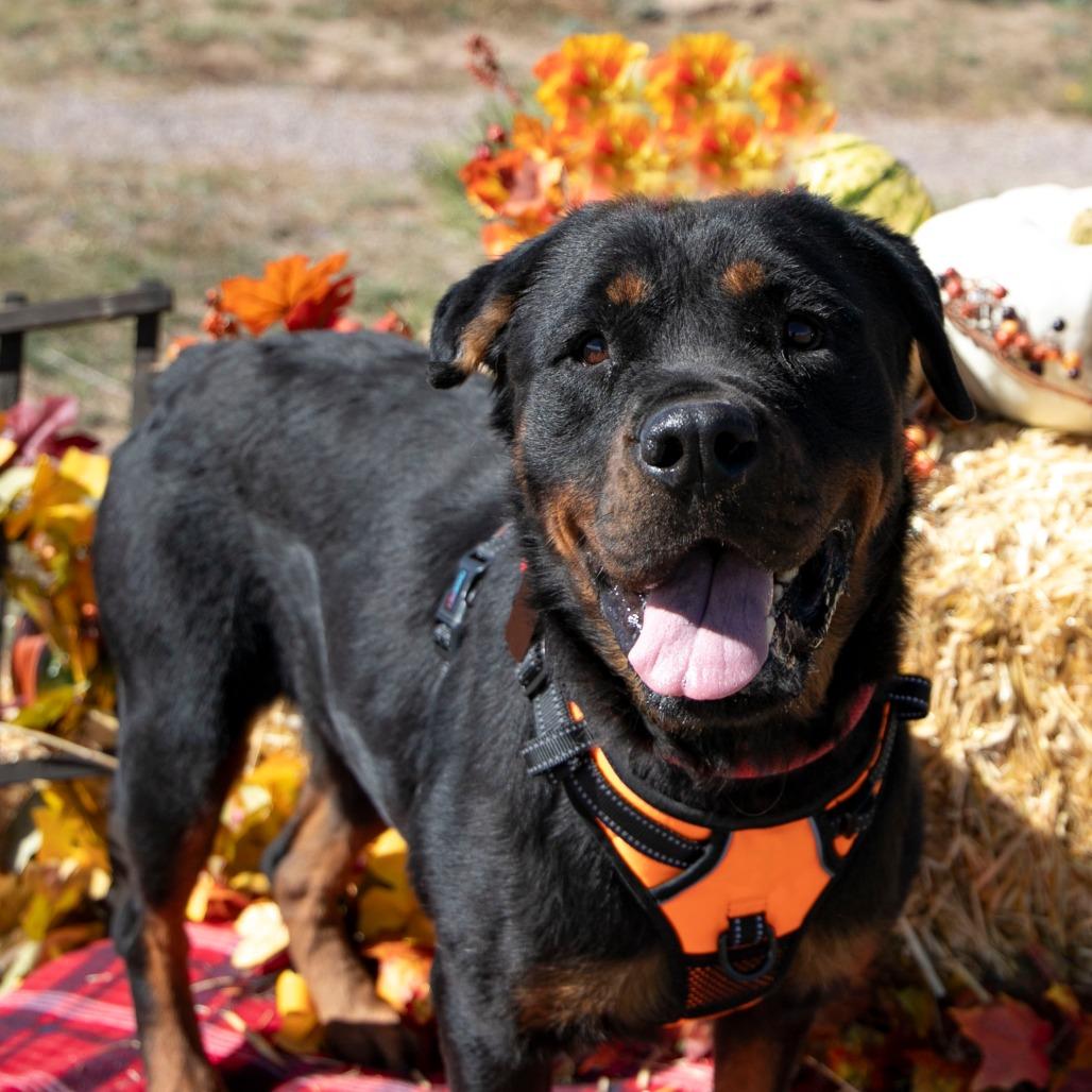 Zee (OT25-64), a Adoptable Rottweiler in Peyton, CO image 6/6