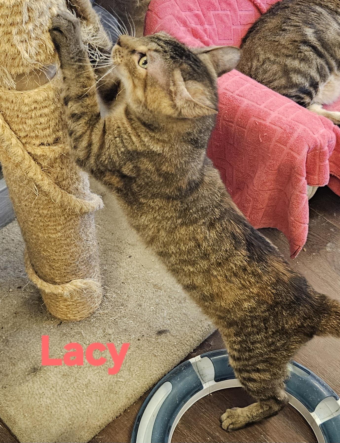 Lacy