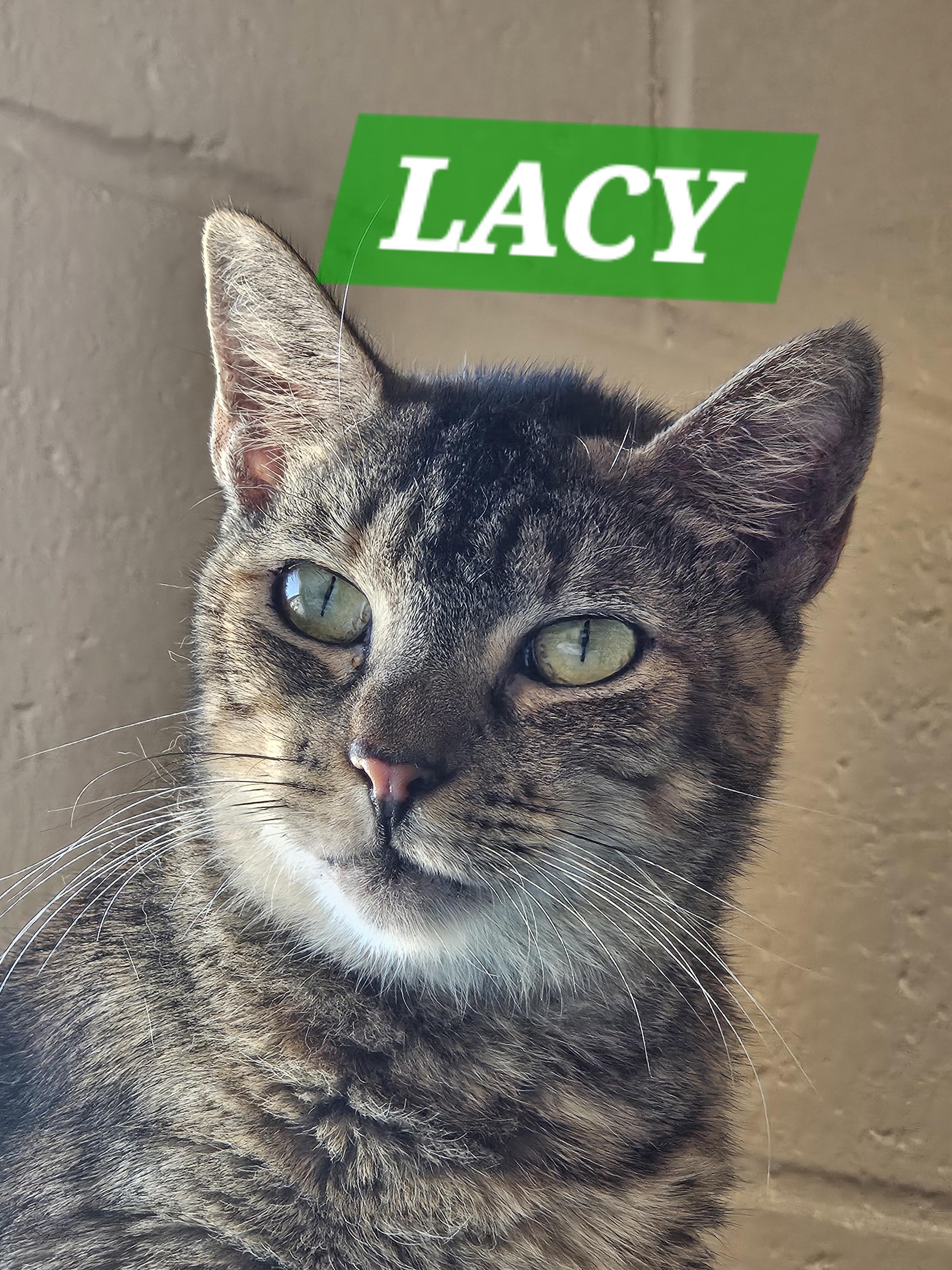 Lacy