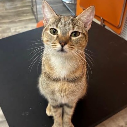 Cleo at Fat Cat Cafe, adopted, Young Female Domestic Short Hair.