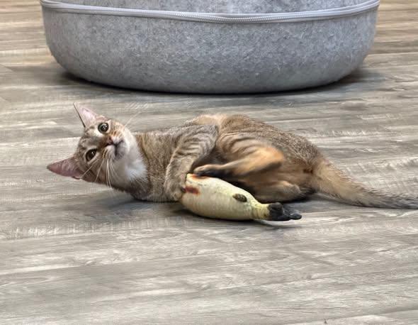 Enlarge Cleo at Fat Cat Cafe, an adopted Domestic Short Hair in Tallahassee, FL image 2/4