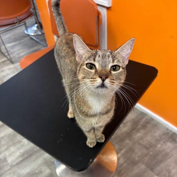 Enlarge Cleo at Fat Cat Cafe, an adopted Domestic Short Hair in Tallahassee, FL image 4/4