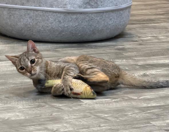 Enlarge Cleo at Fat Cat Cafe, an adopted Domestic Short Hair in Tallahassee, FL image 3/4
