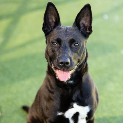 CHRISTIE, Adoptable, Adult Female Pit Bull Terrier & Mixed Breed.