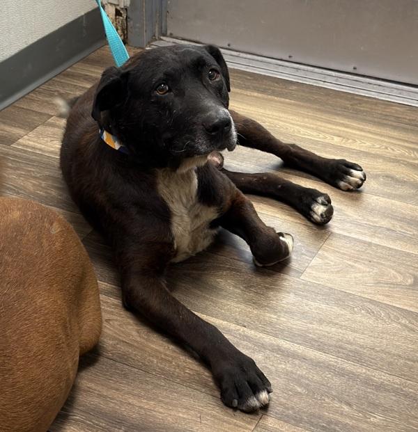 Enlarge Bruh, a Adoptable mixed breed in San Diego, CA image 1/1