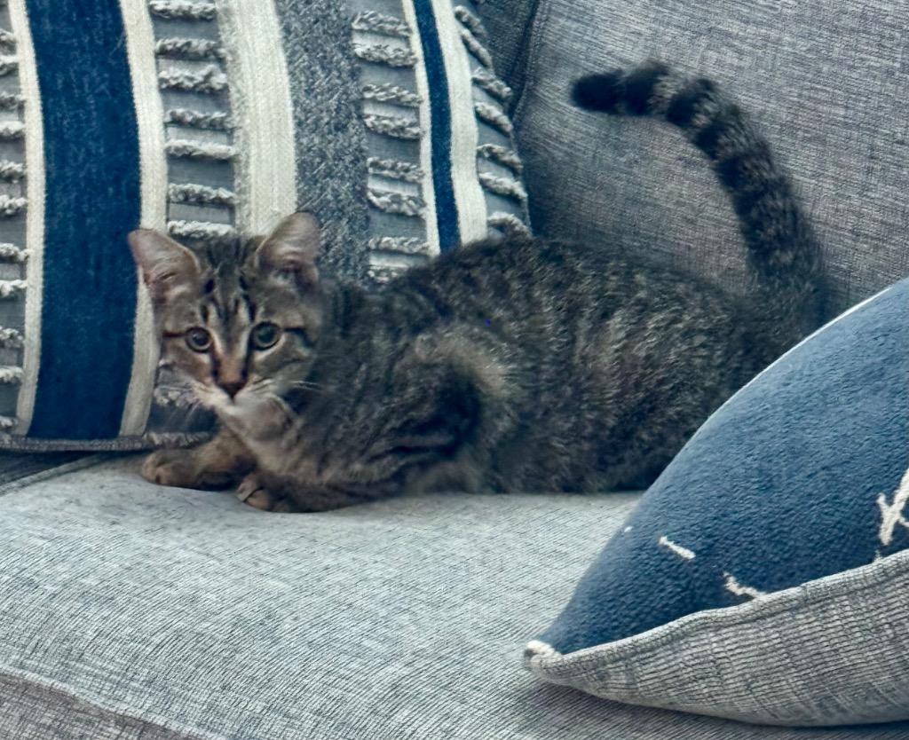 Lenzie, a Adoptable mixed breed in Cumming, GA image 1/3