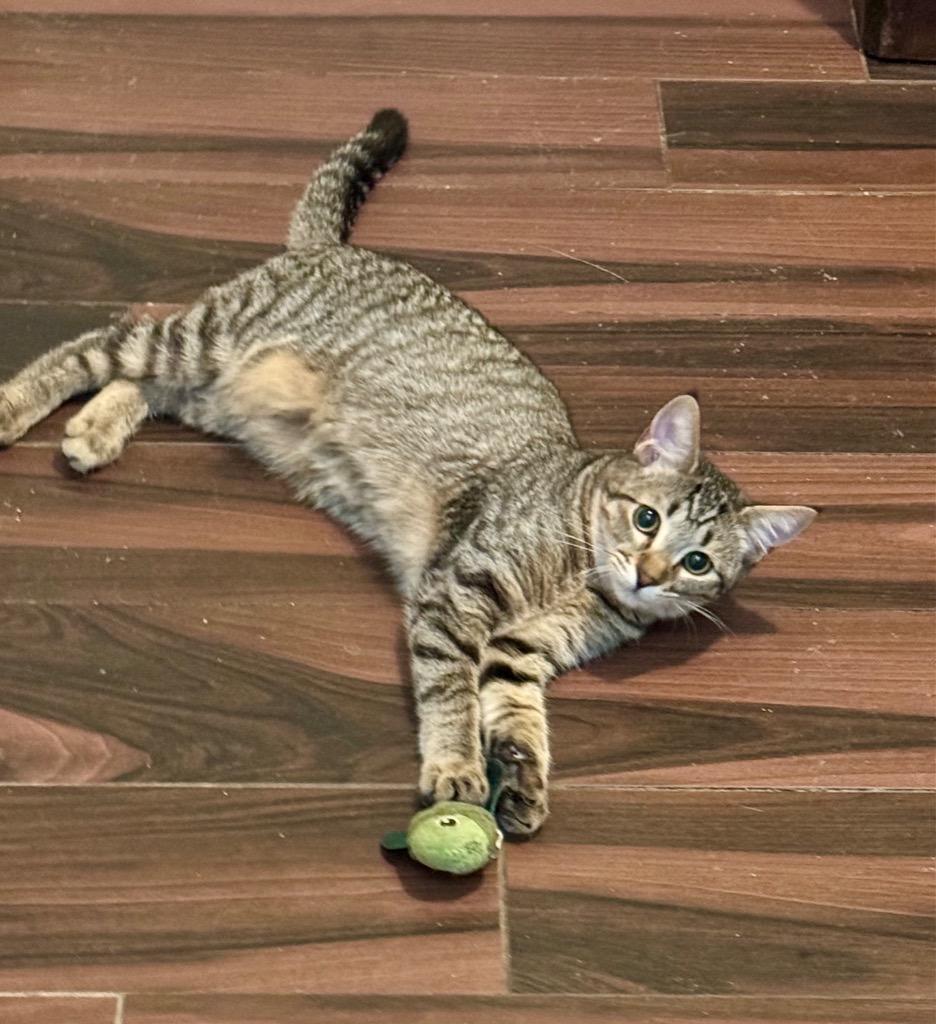 Lenzie, a Adoptable mixed breed in Cumming, GA image 2/3