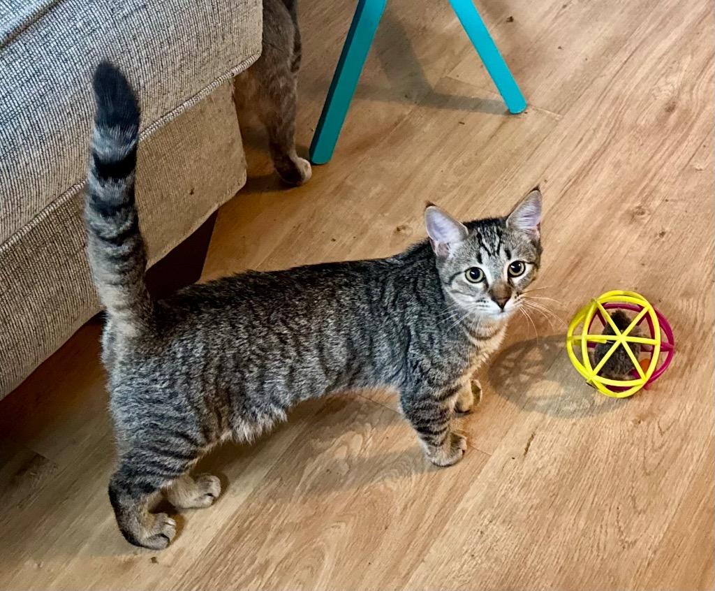 Lenzie, a Adoptable mixed breed in Cumming, GA image 3/3